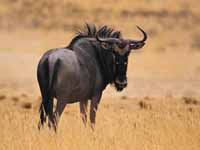 Blue_Wildebeest.jpg